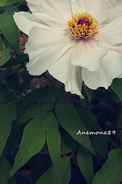 Anemone89采集到Lovely plant