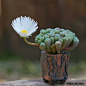 Baby's toes, Fenestraria Rhophalophylla, in bloom.: 