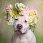 pit-bull-flower-power-adoption-sophie-gamand-73