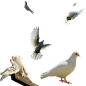 《鸽子 鸟 翅膀 水晶球》PNG免抠图