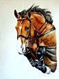 Facebook « Heart of a Horse