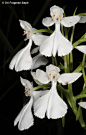 Habenaria dentata   By : Ori Fragman Sapir   via Elizabete Guimara