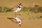 Photograph Semipalmated Plover by Mike  Lentz on 500px