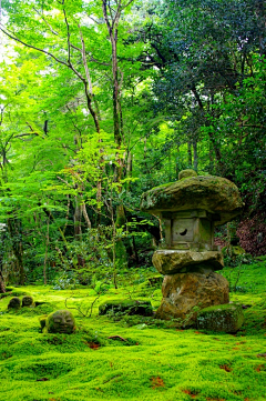 绿水红花采集到绿