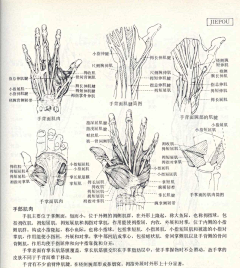 鱼兮子采集到艺用人体