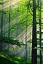 ♂光线穿过绿树成荫的自然森林