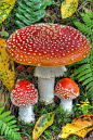 ˚Amanita Muscaria