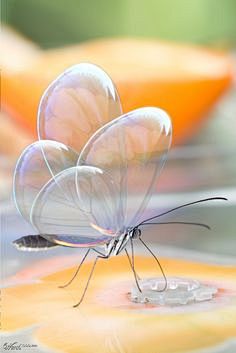 半透明的蝴蝶 - 这个世界！