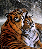 ♂ Animals Love Tigers couple