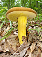 一個牛肝菌蘑菇