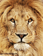 主题摄影 自然狮子王 野生动物 自然摄影 狮子 动物摄影 
