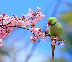 紫羽巫窩采集到✿鸞翔鳳集