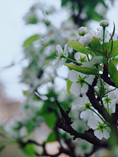 长安未央采集到淡淡花开