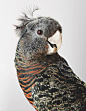 Wild Cockatoo (by Leila Jeffreys). | like a " bird " in the sky..…