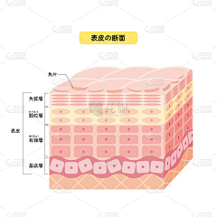 末--秋采集到皮肤