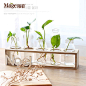 水培绿萝实木架透明玻璃小花瓶植物容器餐桌客厅书桌装饰摆件