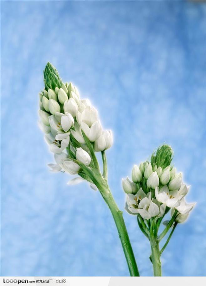花束物语-两朵白色的小花