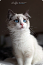 最美猫咪——来自新西兰的muffie.
