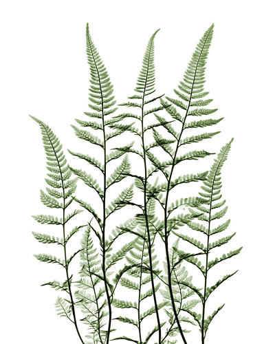 Sword Fern 耳蕨，肾蕨