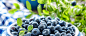 蓝莓,绿色,自然,水果,清新,banner背景,海报banner,摄影,风景图库,png图片,网,图片素材,背景素材,3907899@北坤人素材