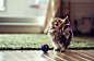 Cute Cat Photography by Ben Torode