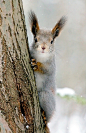 Hello by Gleb Skrebets #squirrels | Small Rodents