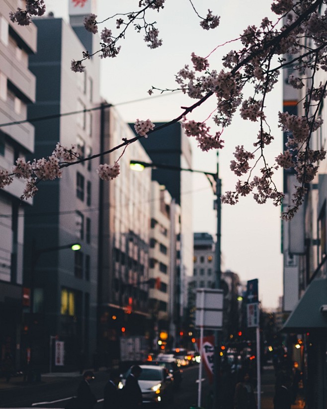 四月，粉色的东京 | Takashi Y...