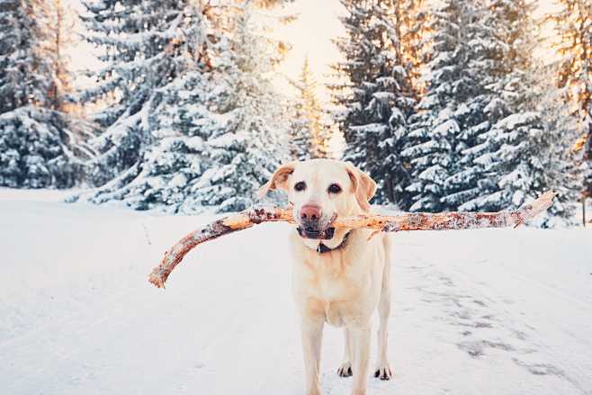 Dog in winter nature...