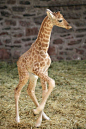 X-baby-giraffe-walking cachedthis x photo..