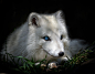 Blue eyes by Johanne Dauphinais on 500px#北极狐##白##摄影##动物#北极狐你好美，北极狐你好萌