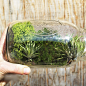 玻璃瓶与绿色植物制作的自然书架书挡