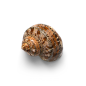 超高清 海星 海螺 贝壳 珊瑚 海马等 航洋生物主题 png元素 shell-18