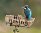 Kingfisher on Sign
