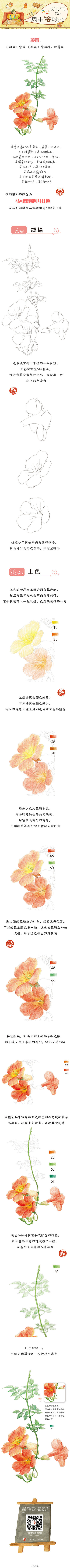 #飞乐鸟的周末绘时光# 凌霄花寓意慈母之...