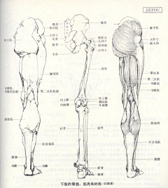 Ni懂否采集到人体结构-造型基础