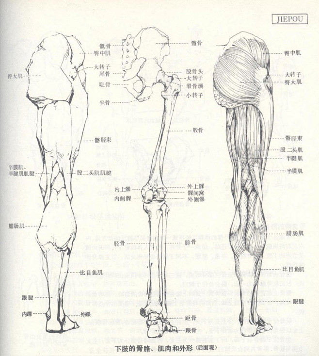 【人体结构】人体造型基础——人体局部解剖...