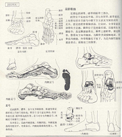 Ni懂否采集到人体结构-造型基础