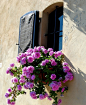 Vining Geranium...love 'em. | Blooming Windows | Pinterest