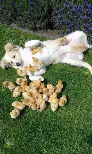 Chick Magnet Picture