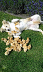 Chick Magnet Picture