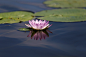 Reonis 在 500px 上的照片Water lily
