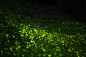 Photograph Firefly @ Taiwan by Qing Yuan Su on 500px