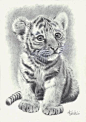 WILD ANIMAL PRINT OF AN ORIGINAL PENCIL DRAWING, BABY TIGER SIZE A4: 