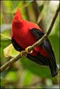 圭亚那动冠伞鸟（Rupicola rupicola）和安第斯动冠伞鸟（R. peruviana）