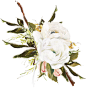 包装植物花朵美容水彩花卉婚礼邀请卡PNG免抠图设计素材 (2)
