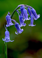 妖精的铃铛"蓝铃花Hyacinthoides non-scripta：风信子科蓝铃花属，多年生球茎植物。 ,发现于大西洋地区 西班牙西北部及不列颠群岛。花语为访问、悔悟。