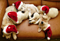 狗狗也圣诞，怎么区分小时候的拉布拉多和金毛啊？