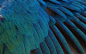 羽毛 翅膀 飞翔 蓝绿色 野性 动物 背景