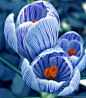 Crocus | Flowers