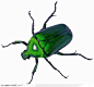 昆虫世界-绿色的臭虫